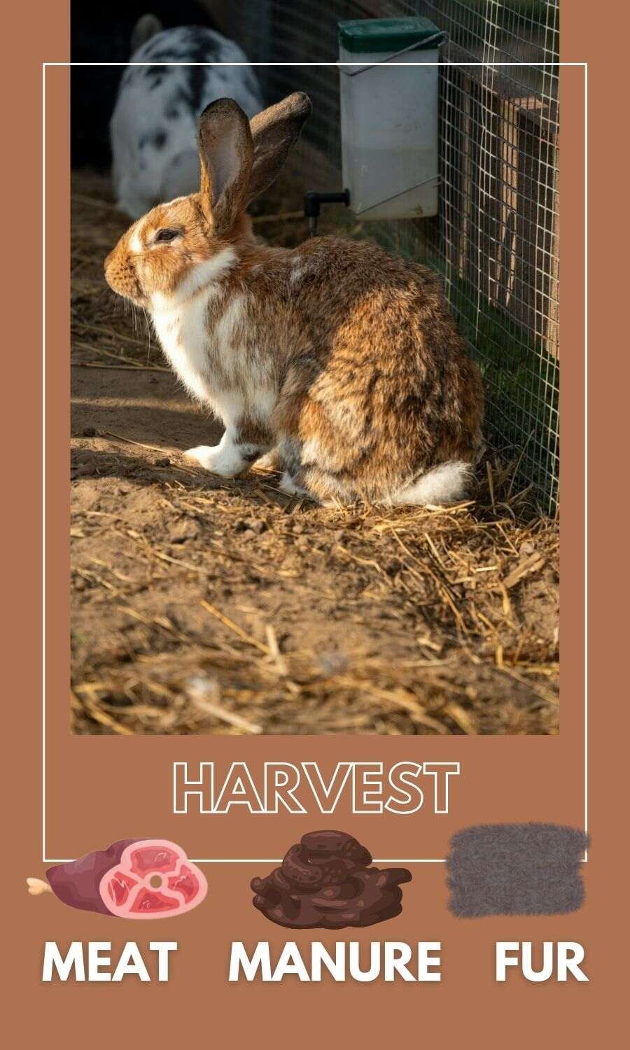 Rabbit harvests