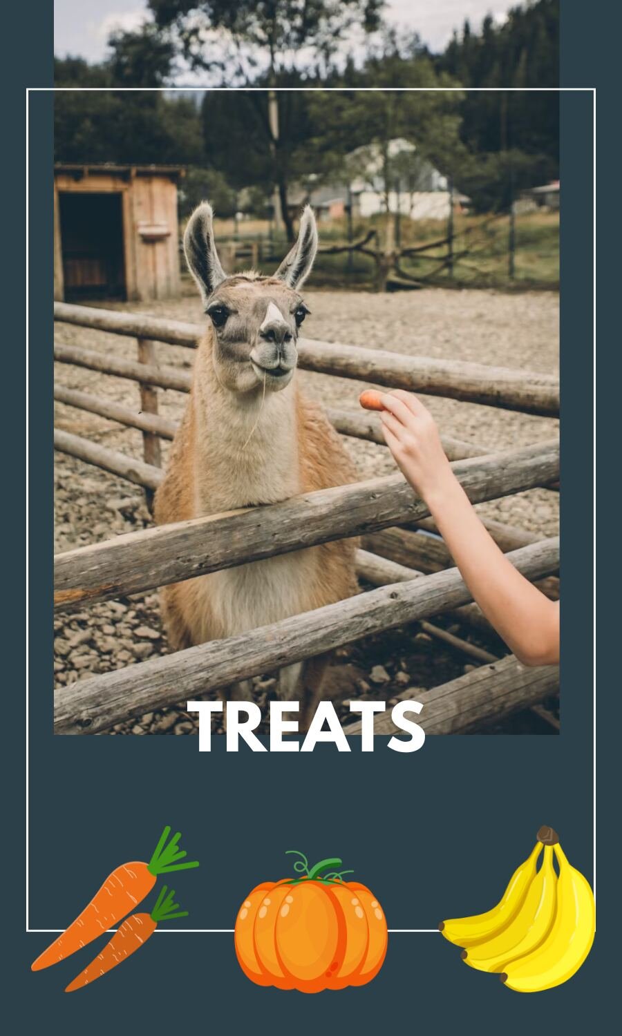 Treats for Llamas