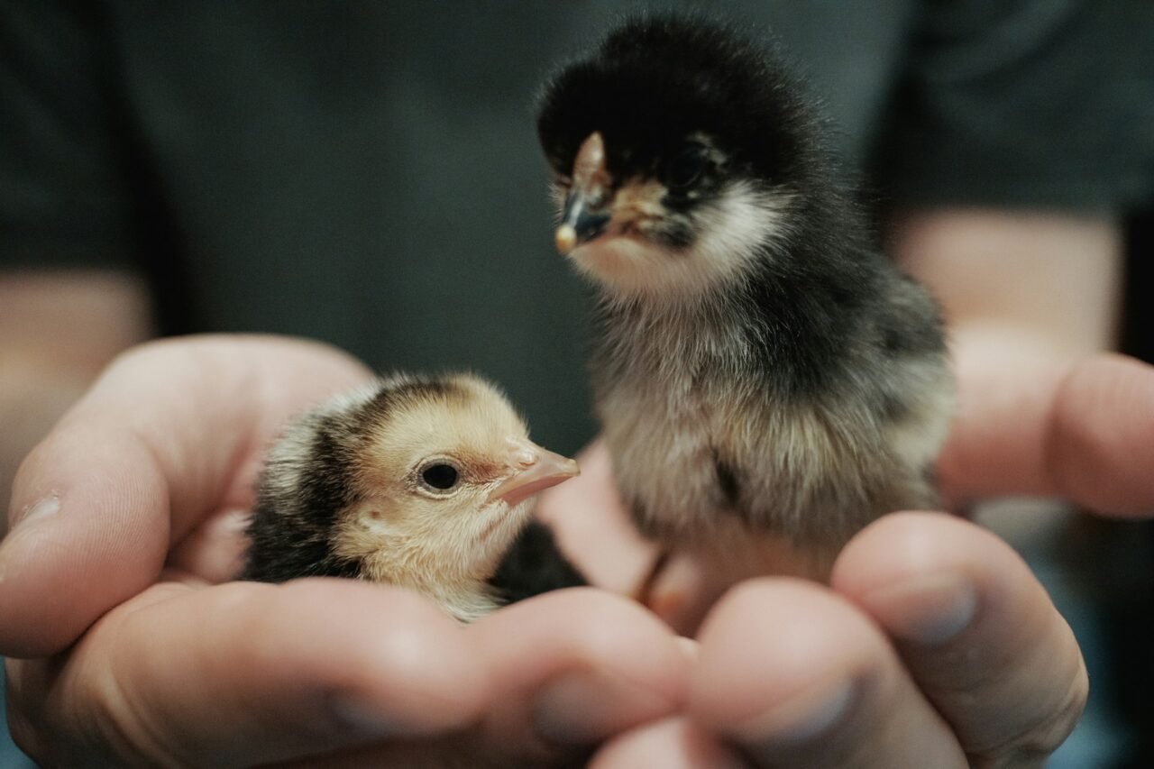 chickens in hands