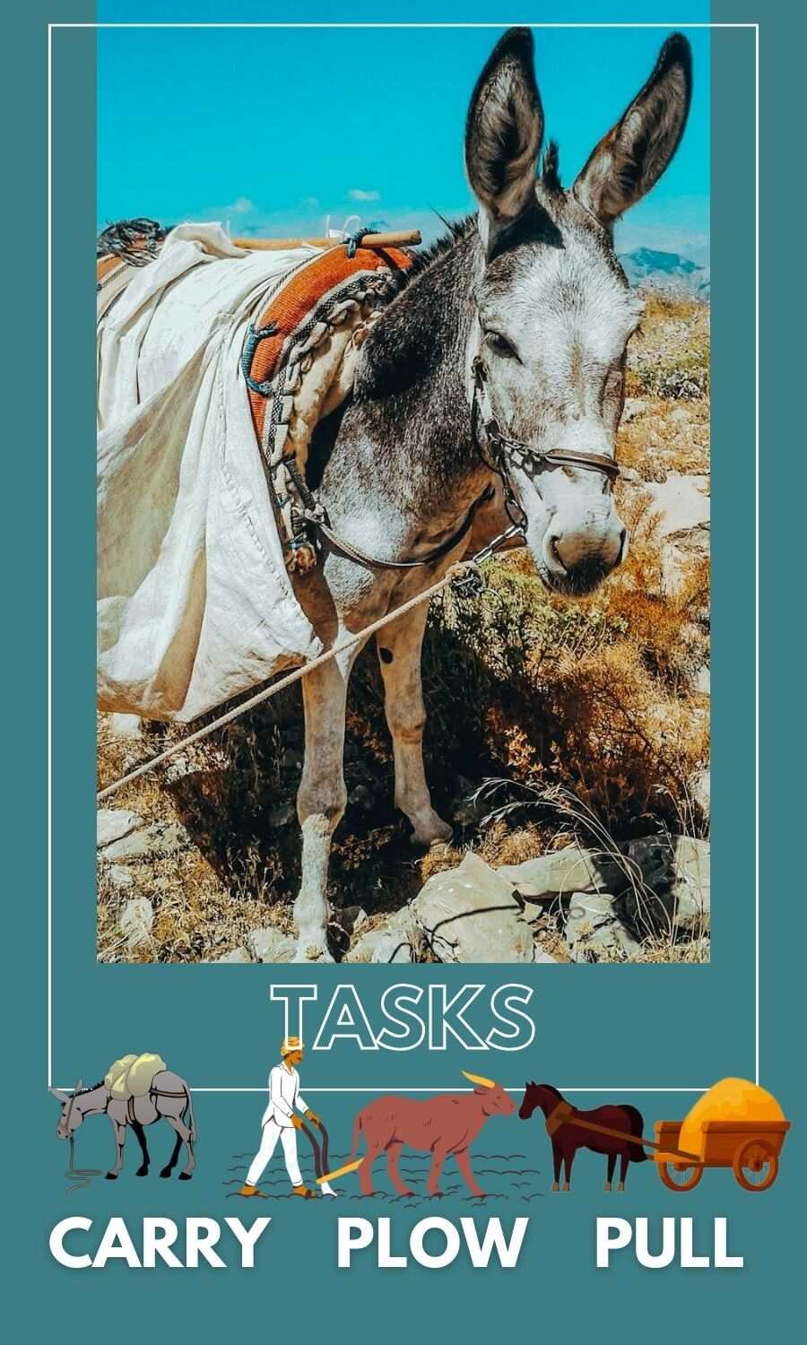 donkeys tasks