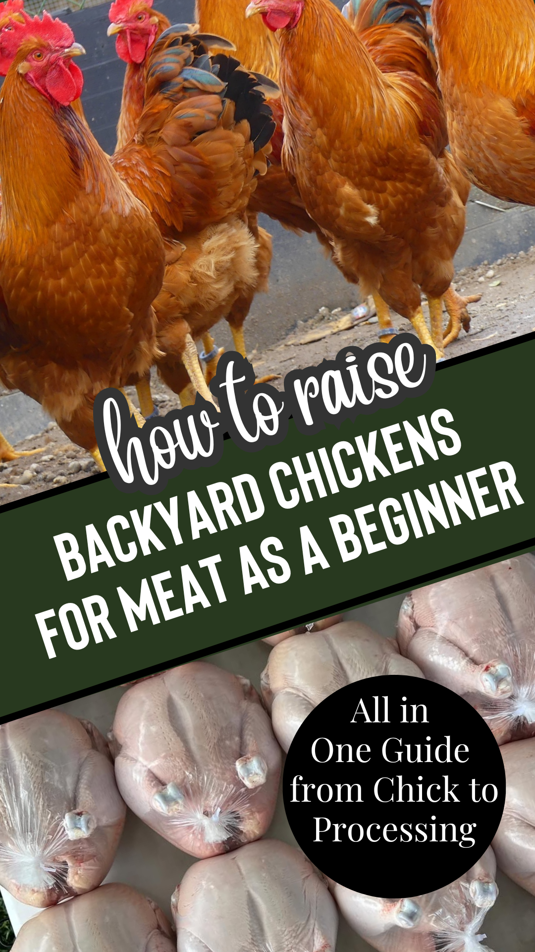 raising chickens in backyard for meat