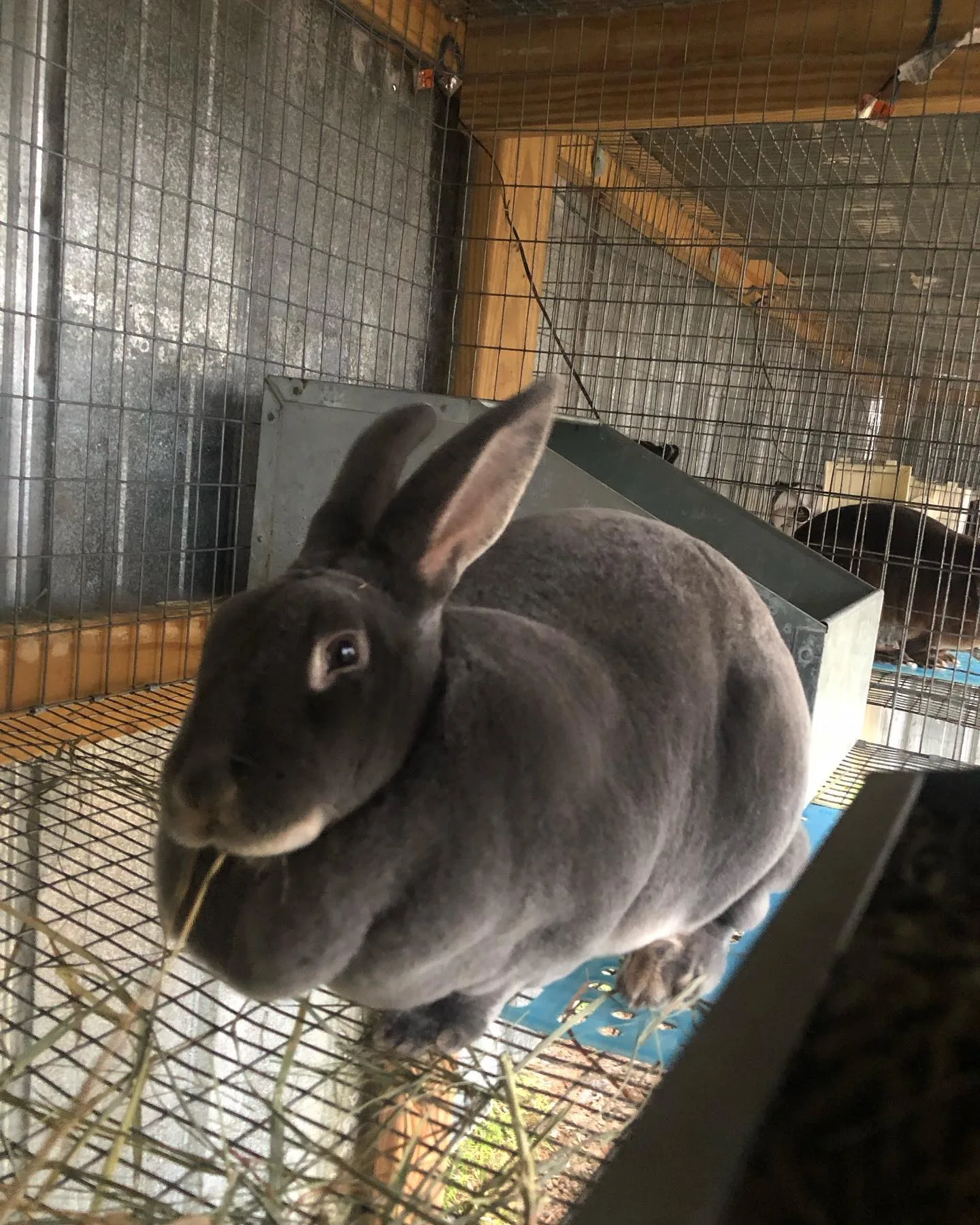 rabbit chewing straw