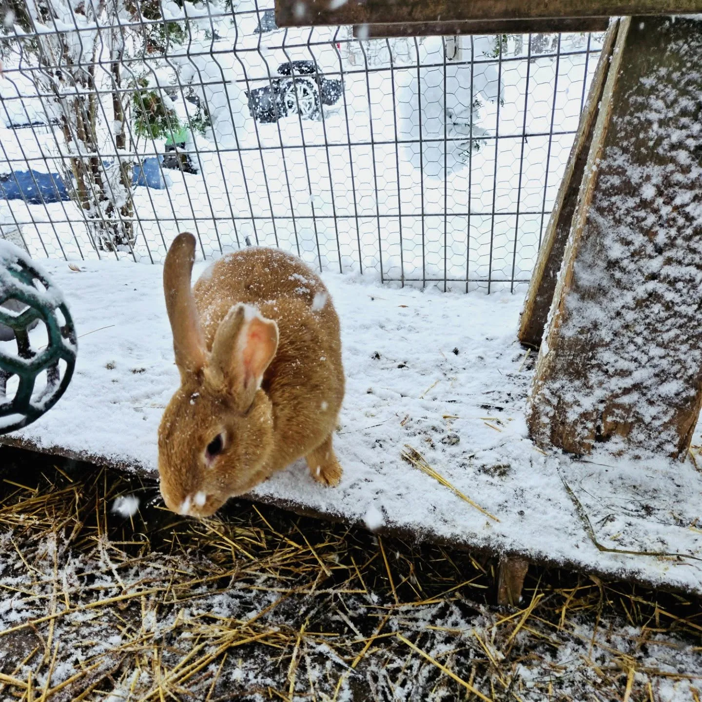 rabbit playing on snow