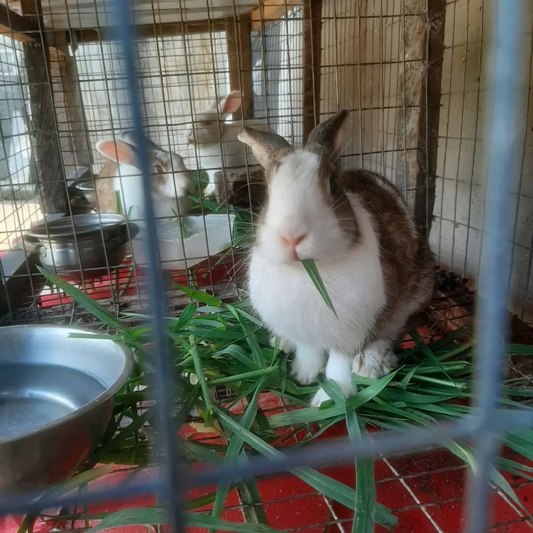 rabbits eating grass