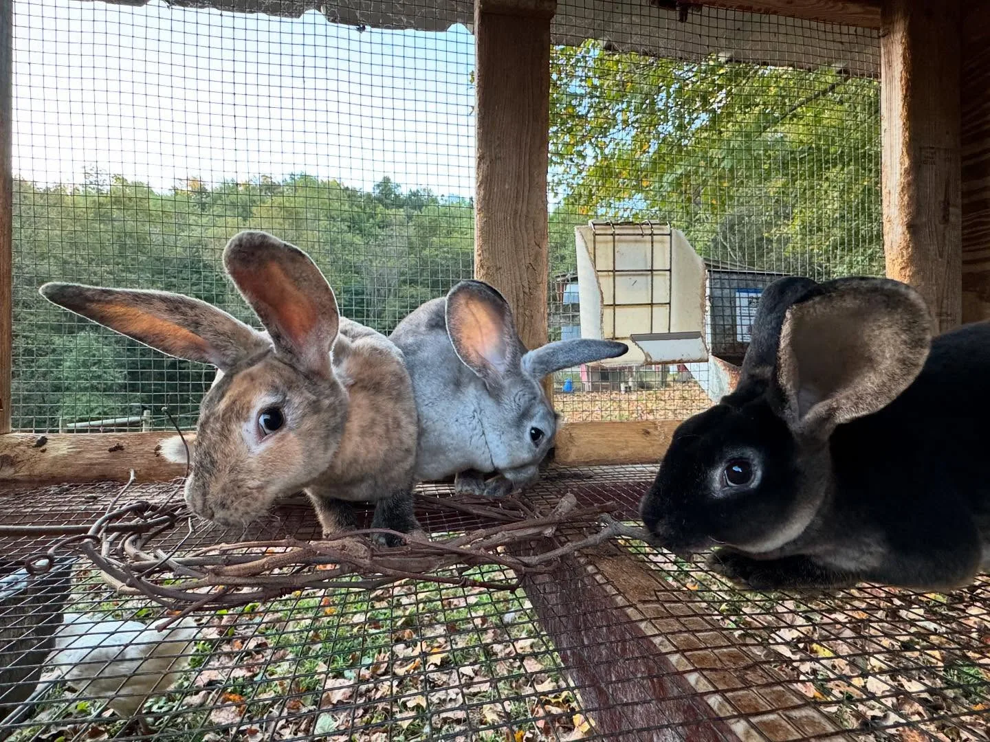 rabbits in the hatch