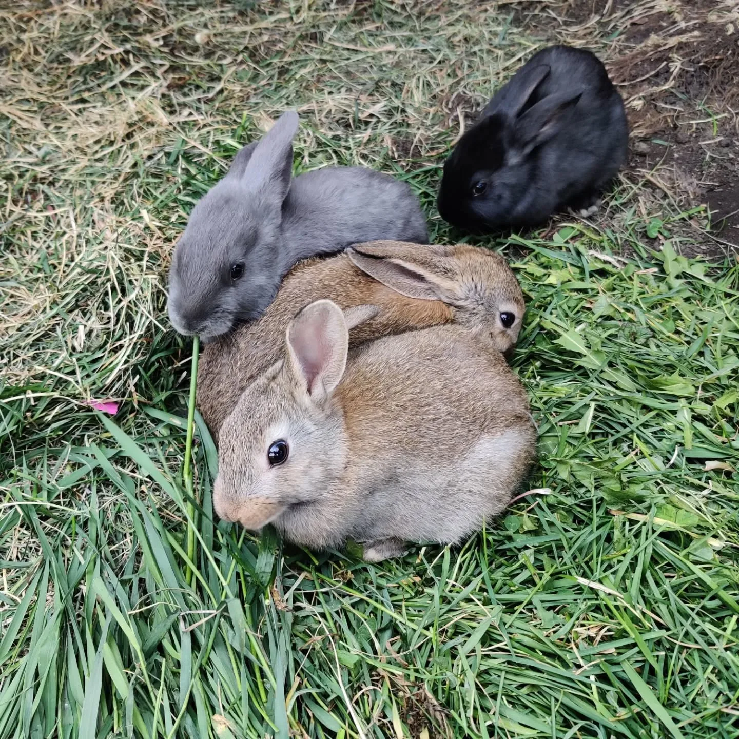rabbits playing outdoors