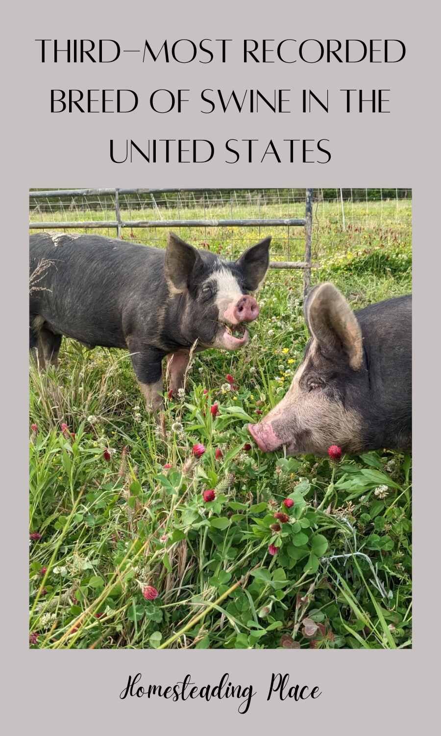 Two Berkshire pigs