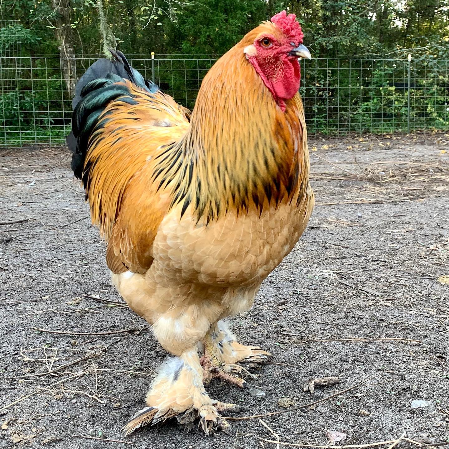 Buff Brahma in backyard