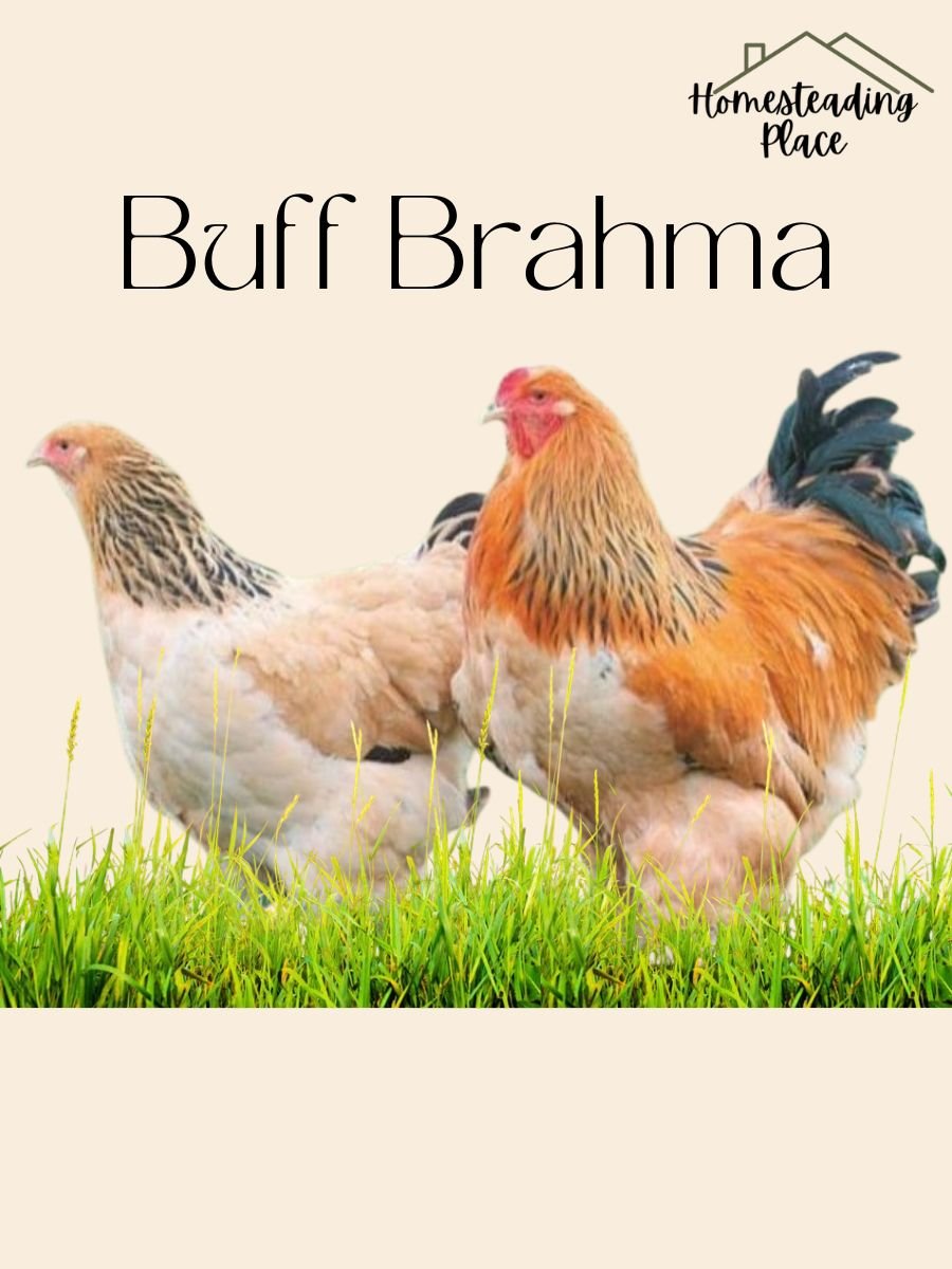 Buff Brahma chickens