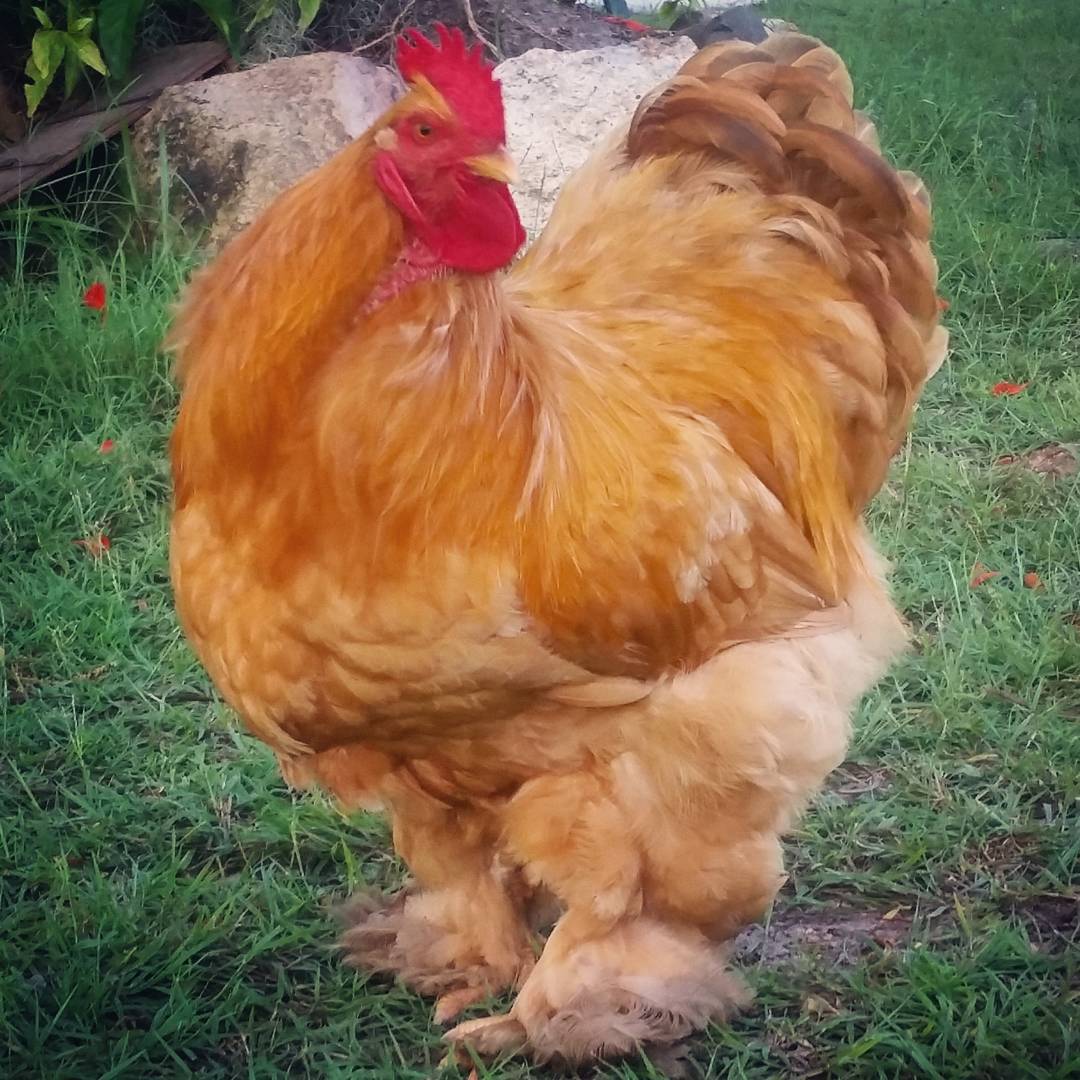 Buff Cochin in pasture ground