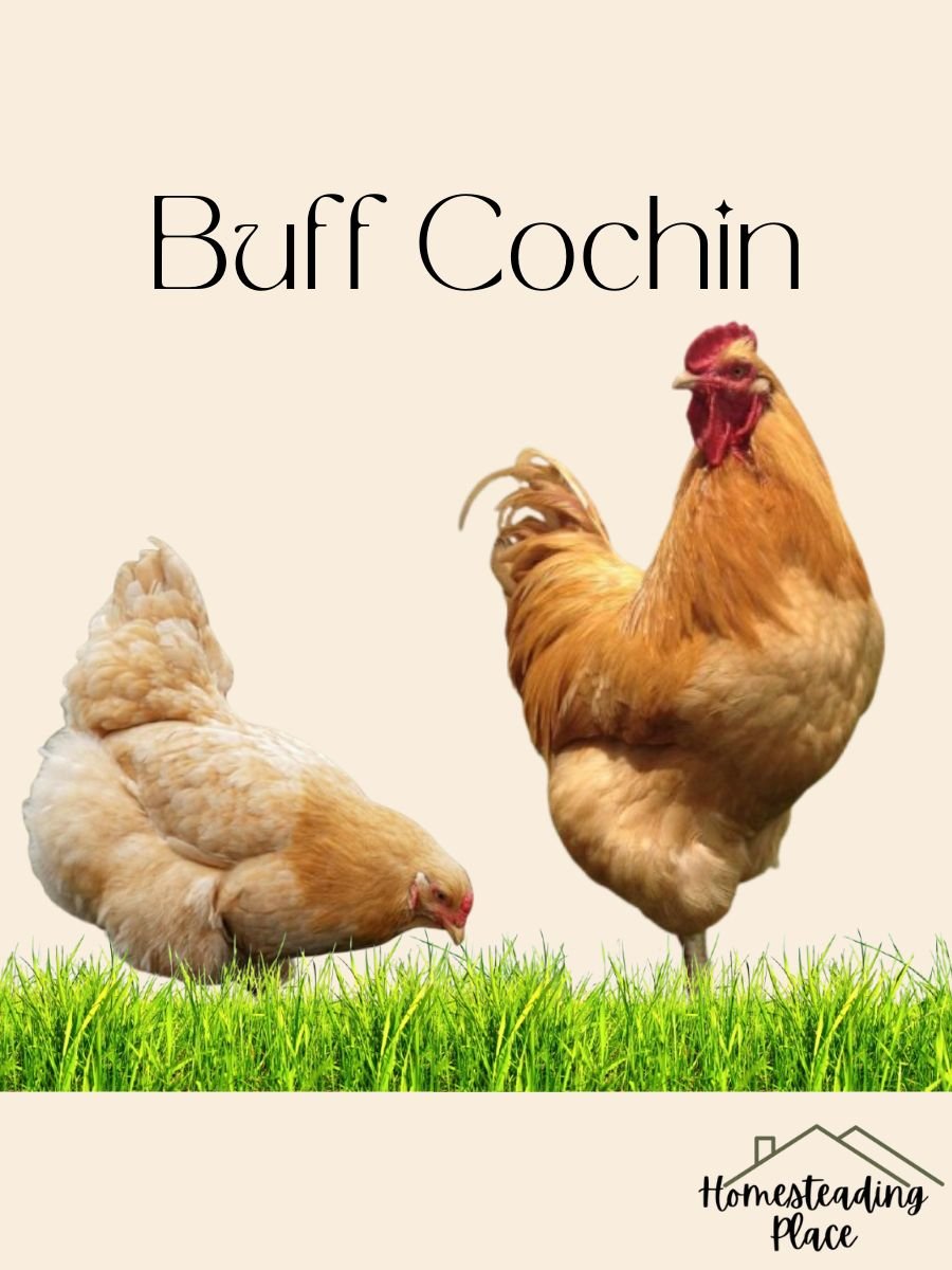 Buff Cochin chickens