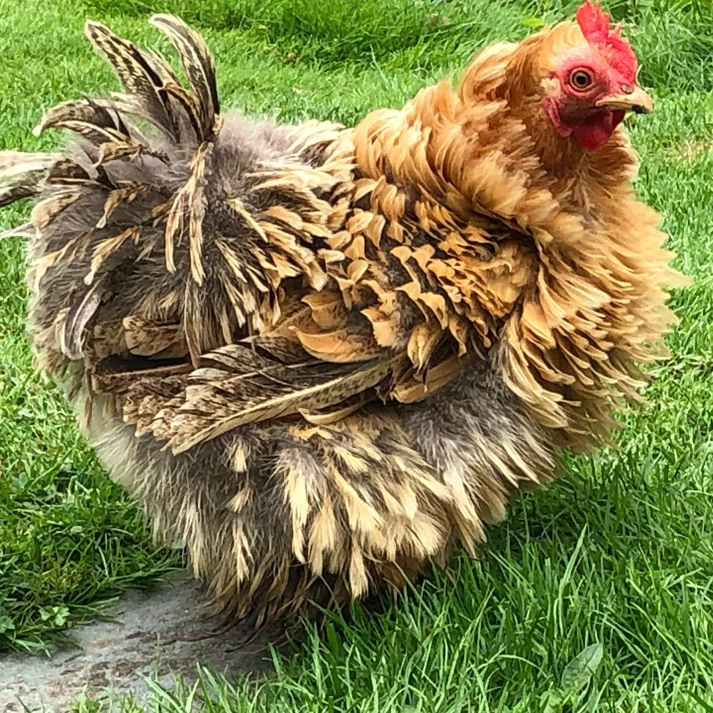Buff Frizzle chicken
