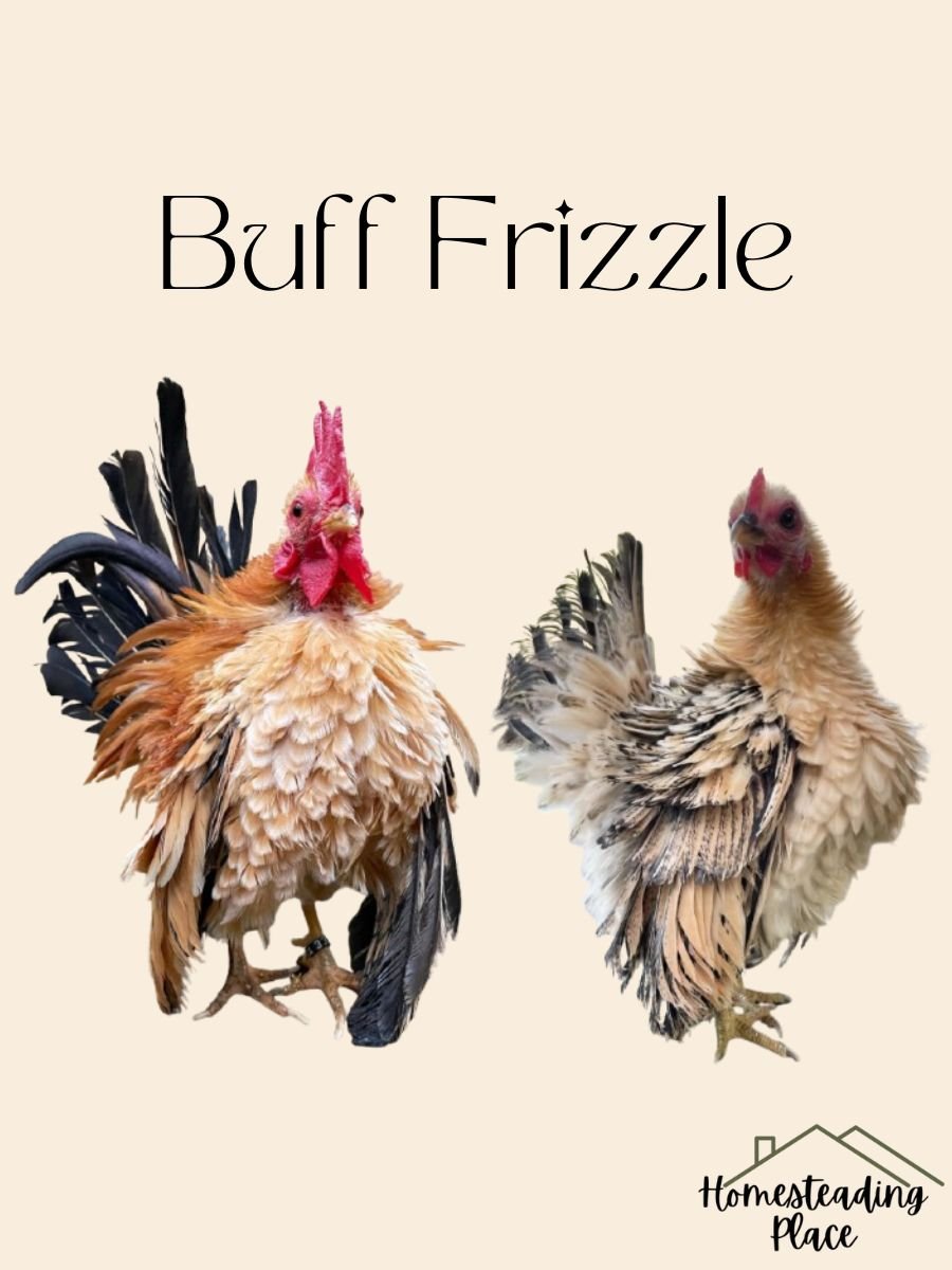 Buff Frizzle chickens