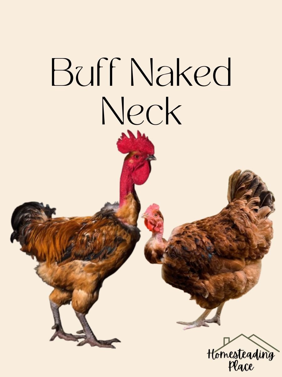 Buff Naked Neck chckens