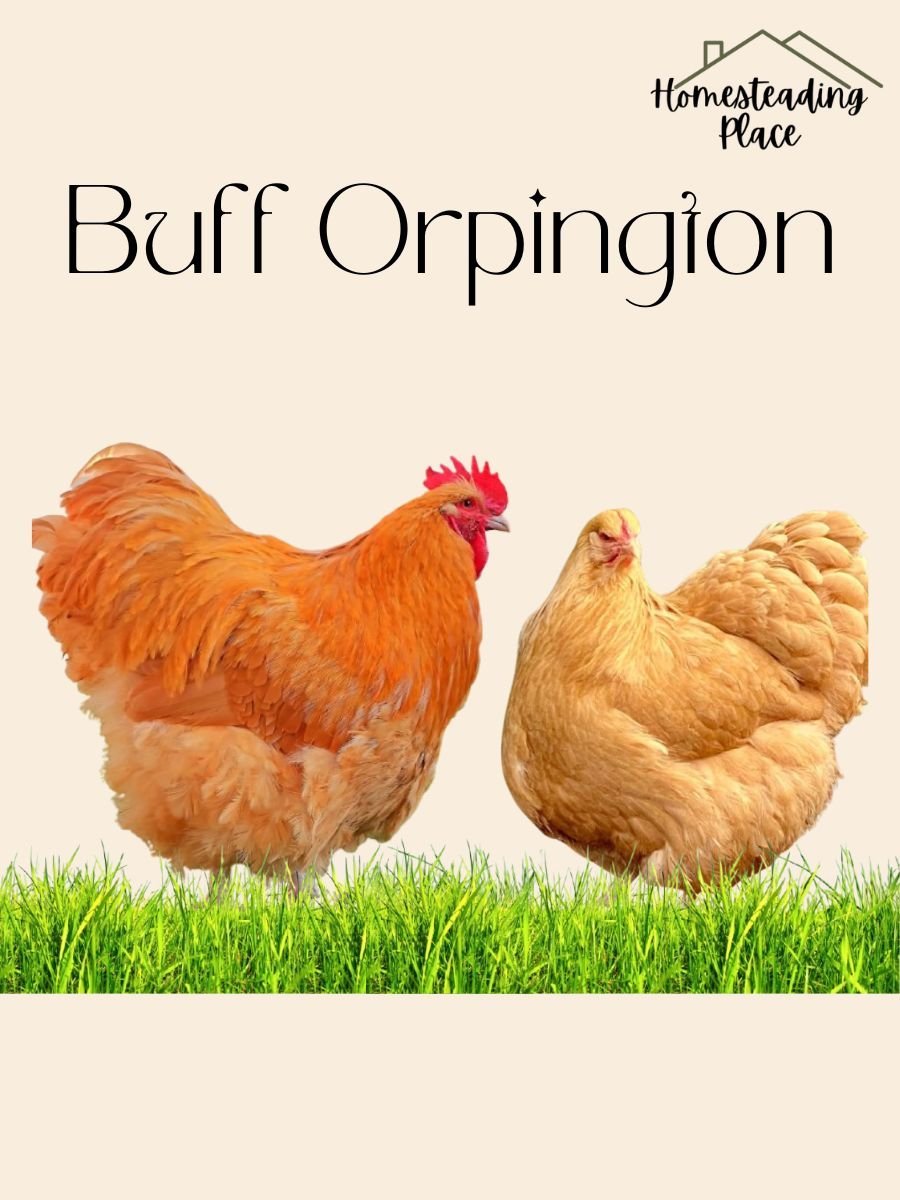 Buff Orpington chickens