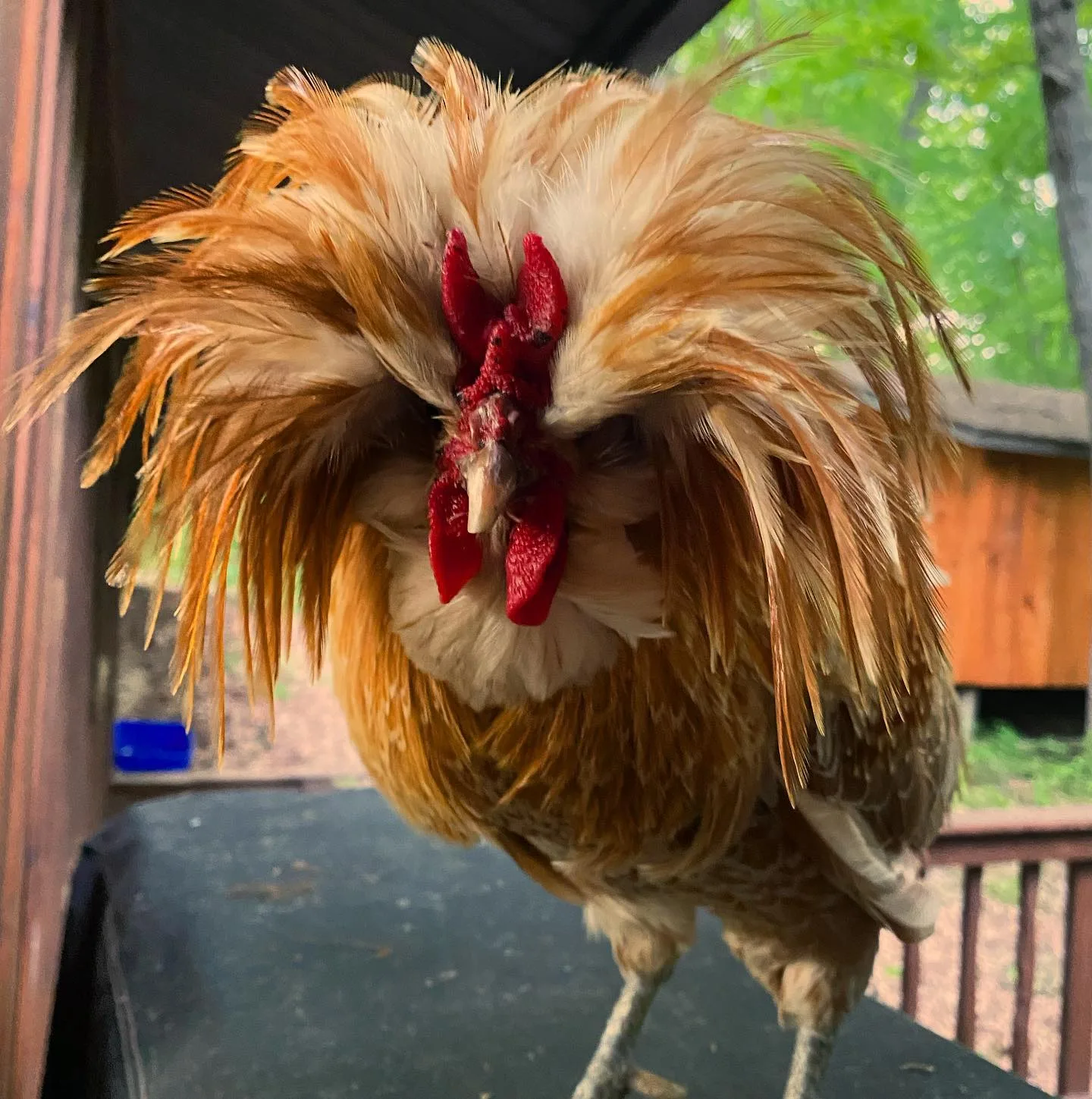 Buff Polish chicken