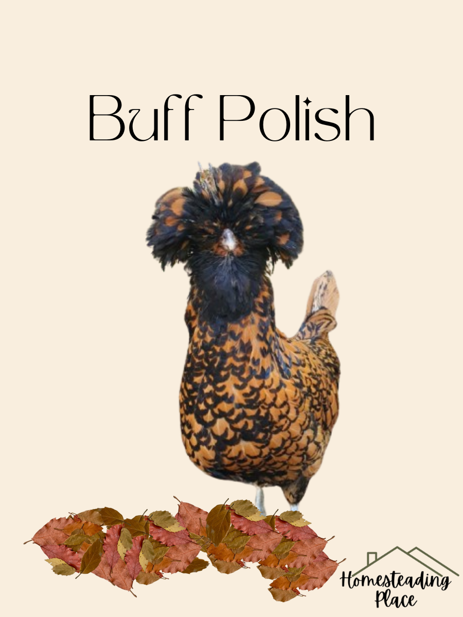 Buff Polish chicken