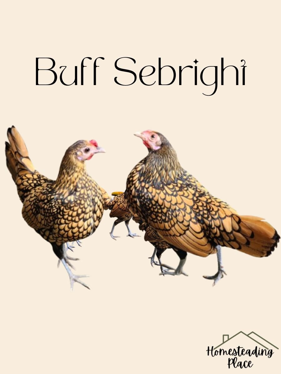 Buff Sebright chickens