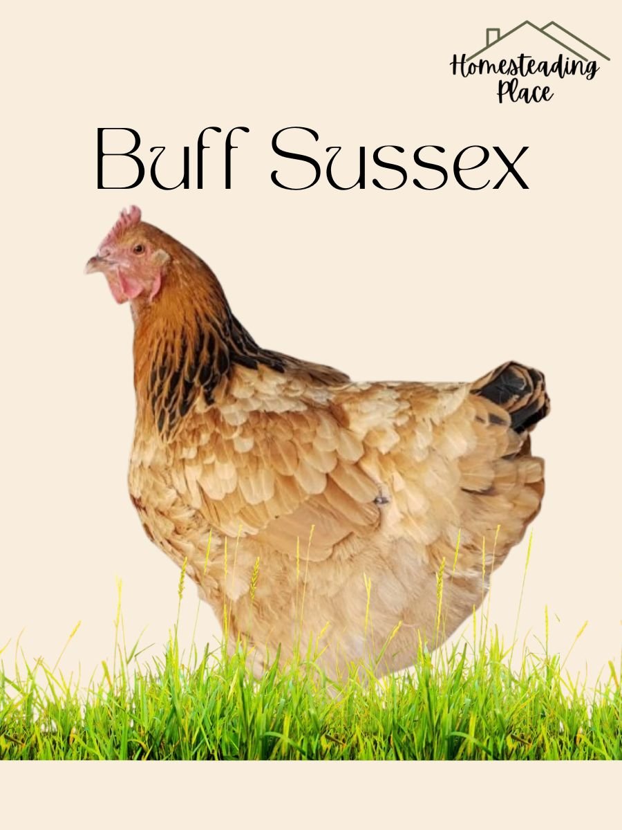 Buff Sussex hen