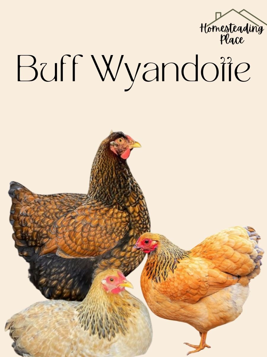 Buff Wyandotte chickens