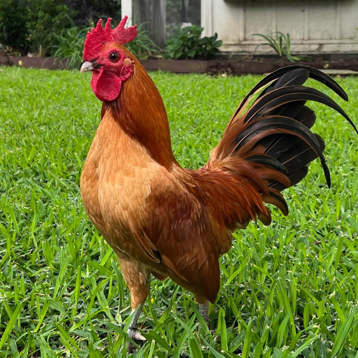 Golden Nankin in lawn