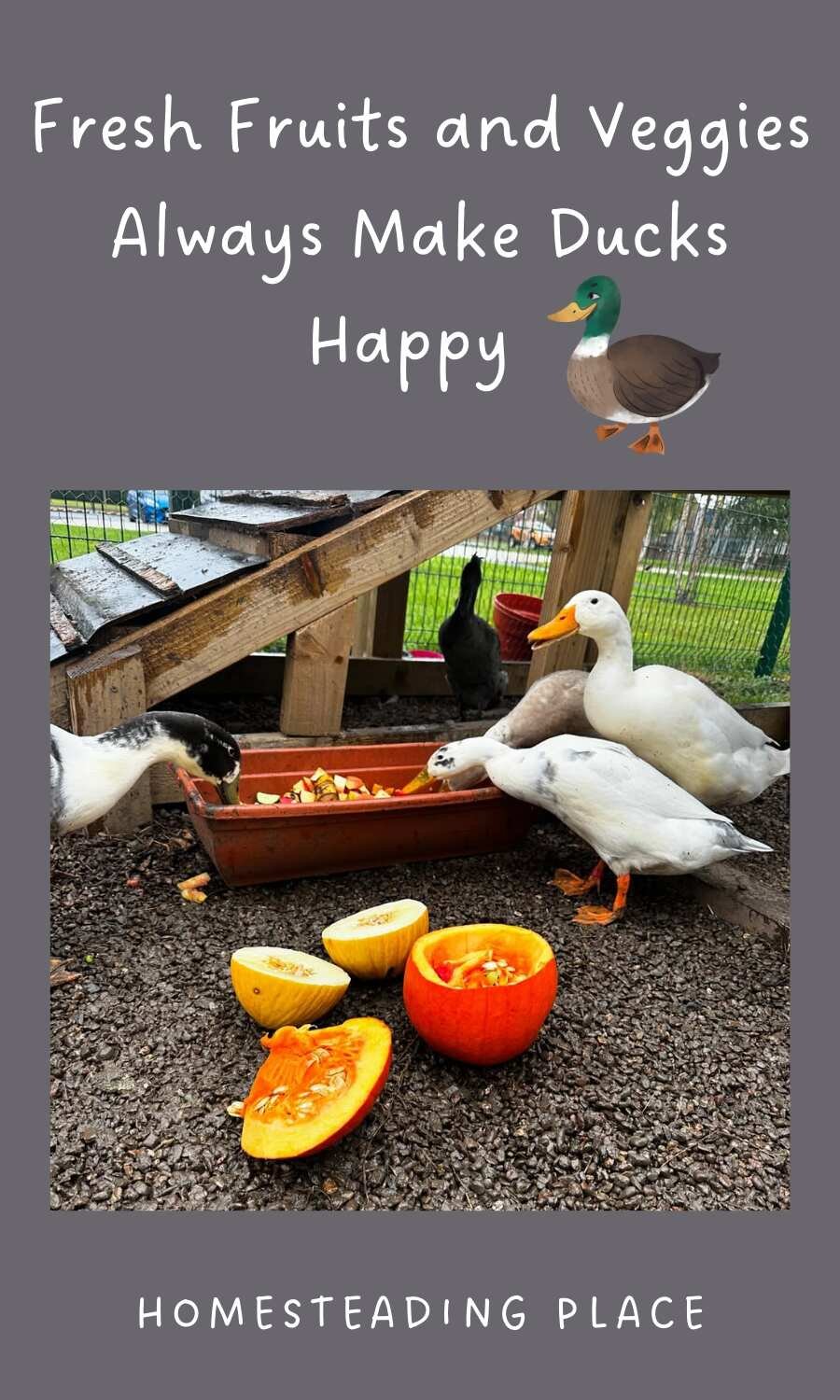 Indian runner ducks feeding on fruits