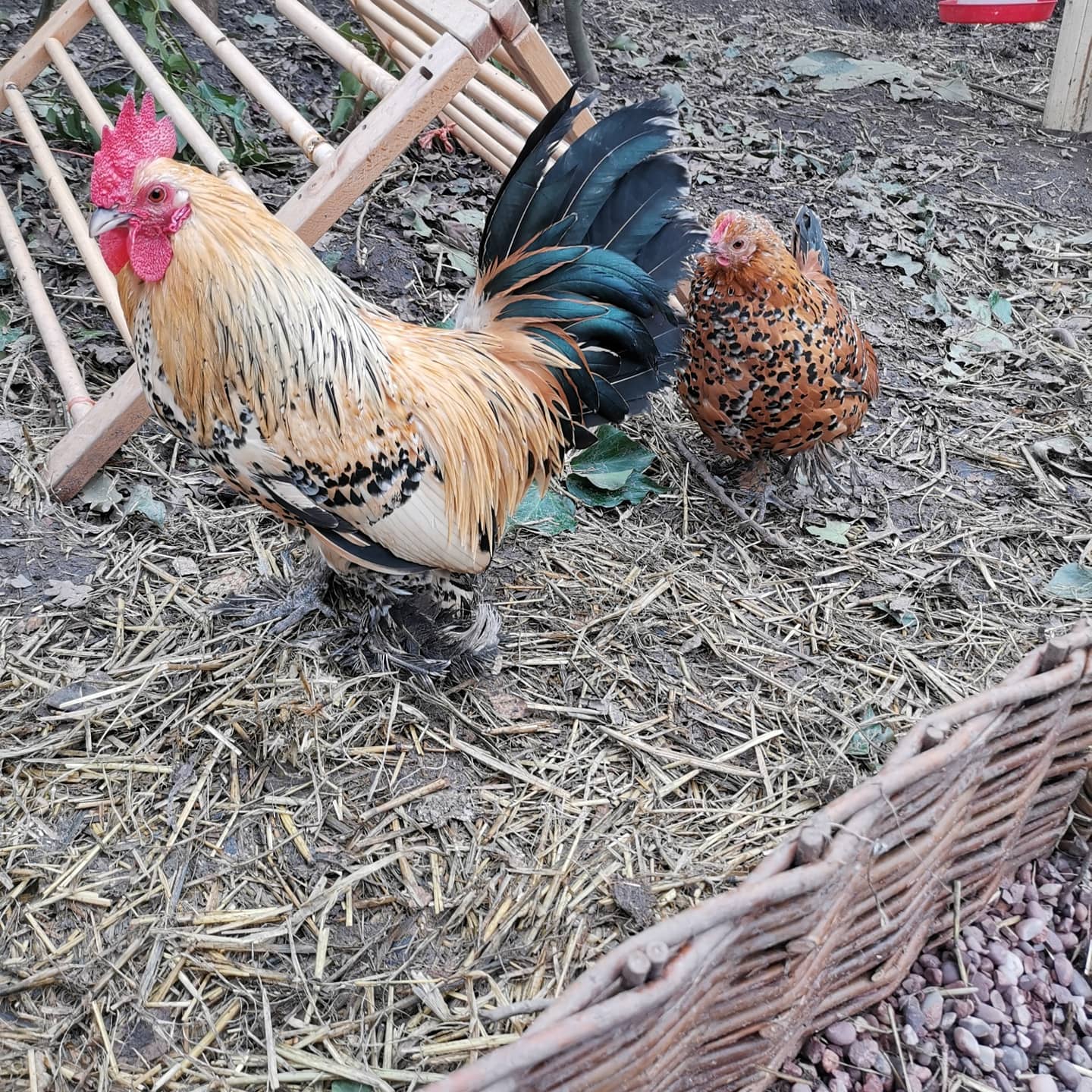 Lemon Millefleur Sablepoot chickens