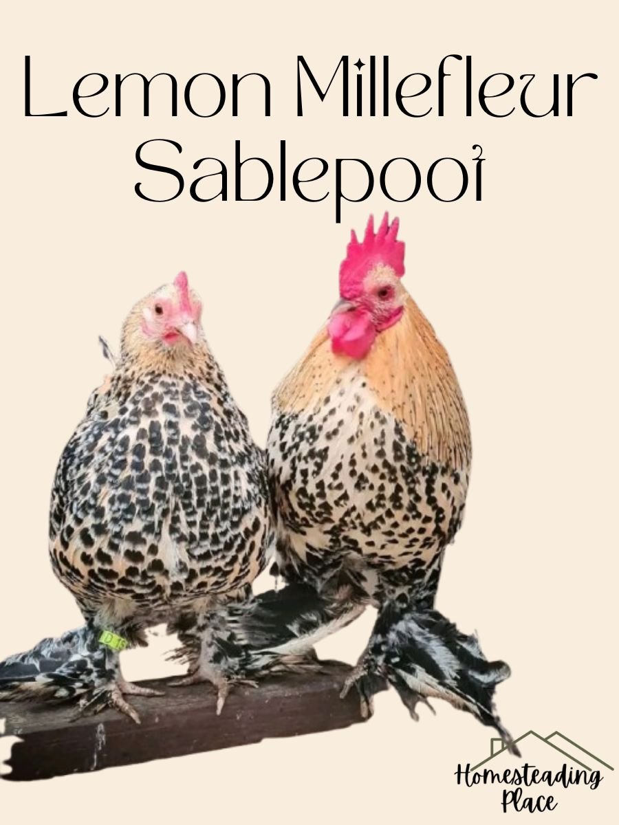 Lemon Millefleur Sablepoot chickens