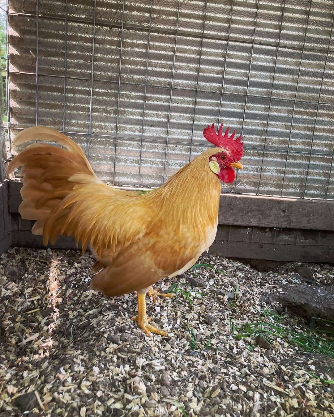 Yellow Leghorn in coop