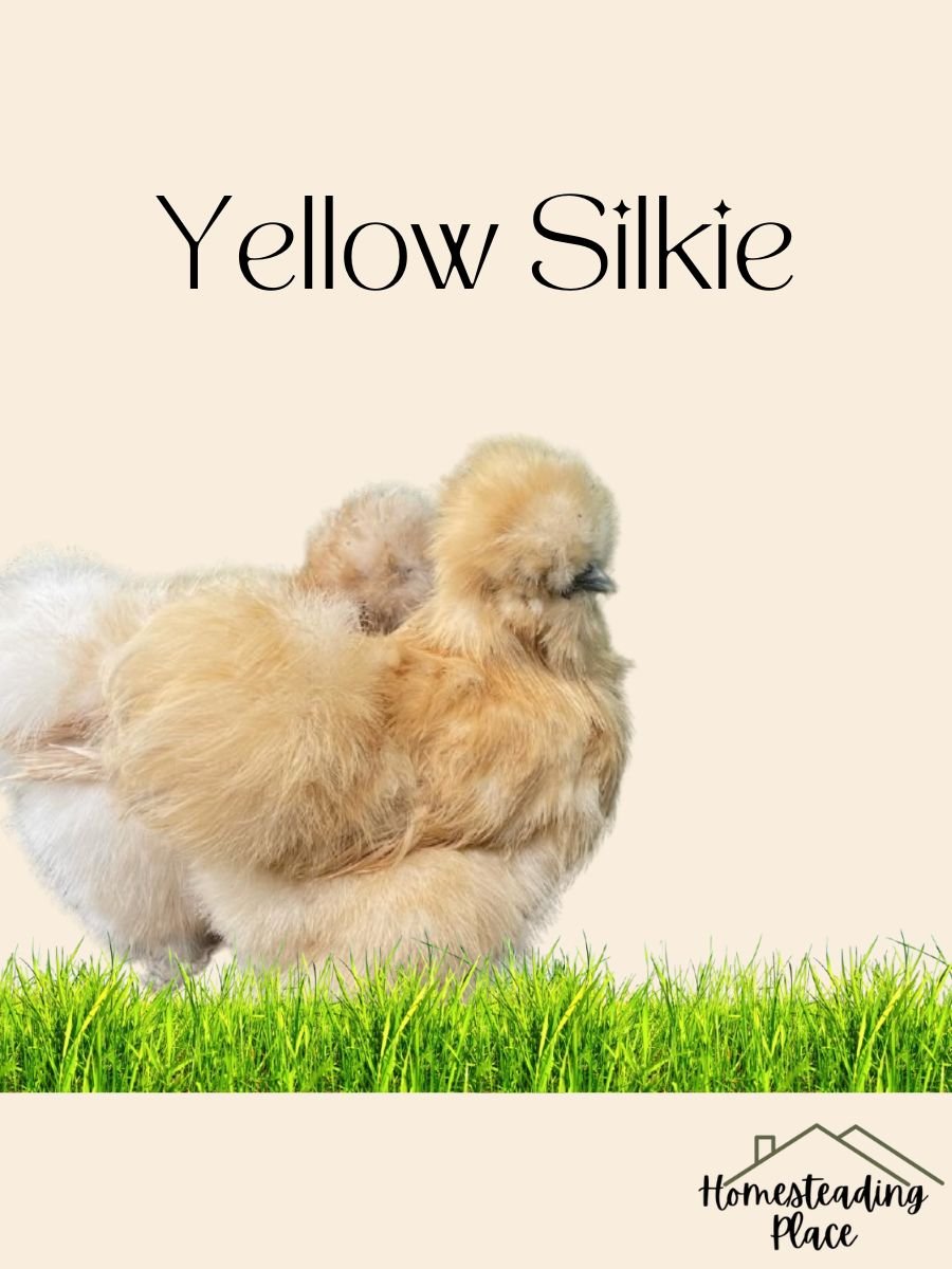 Yellow Silkie chickens