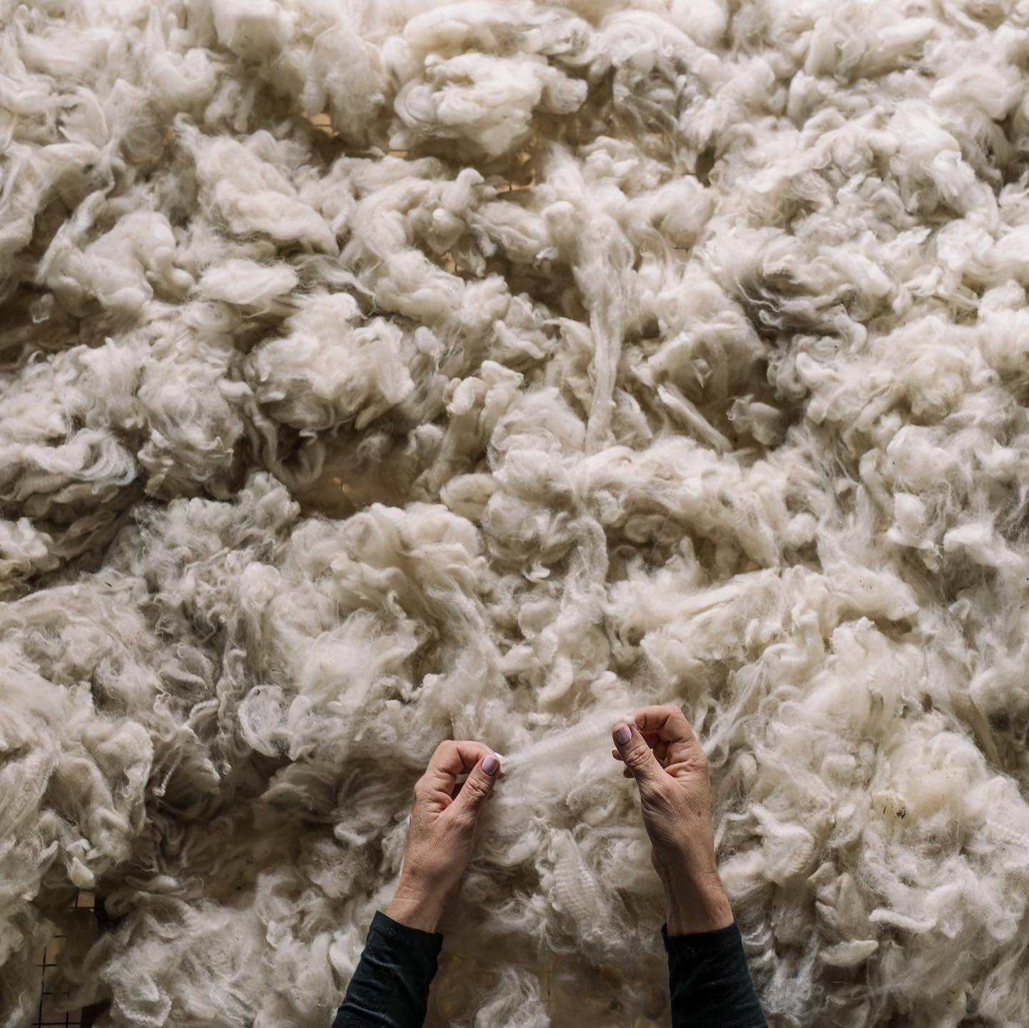alpaca wool