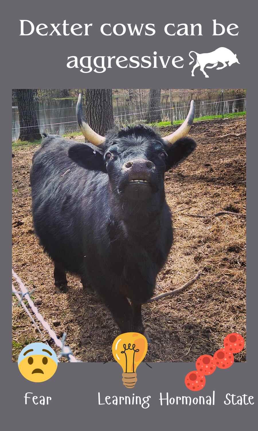 angry dexter cow