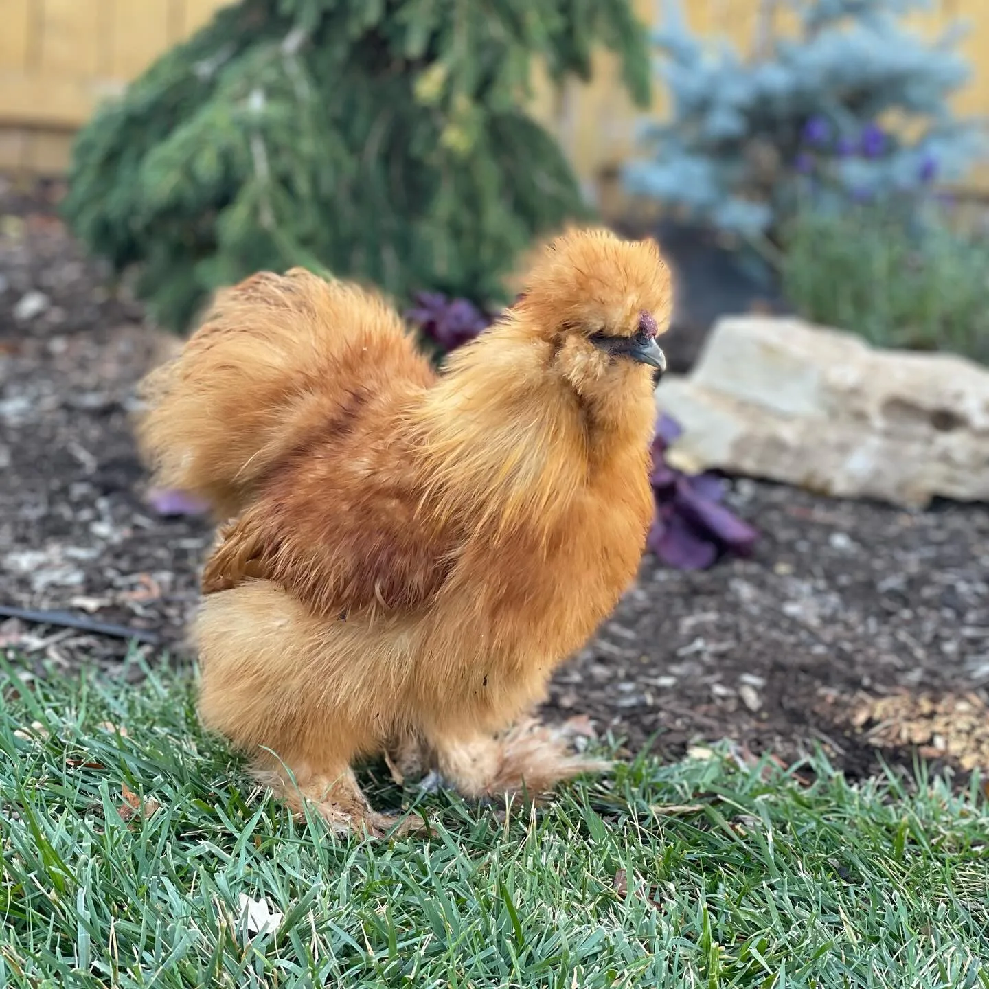 buff Silkie chicken
