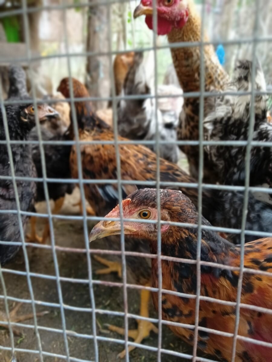 chickens looking outdoor