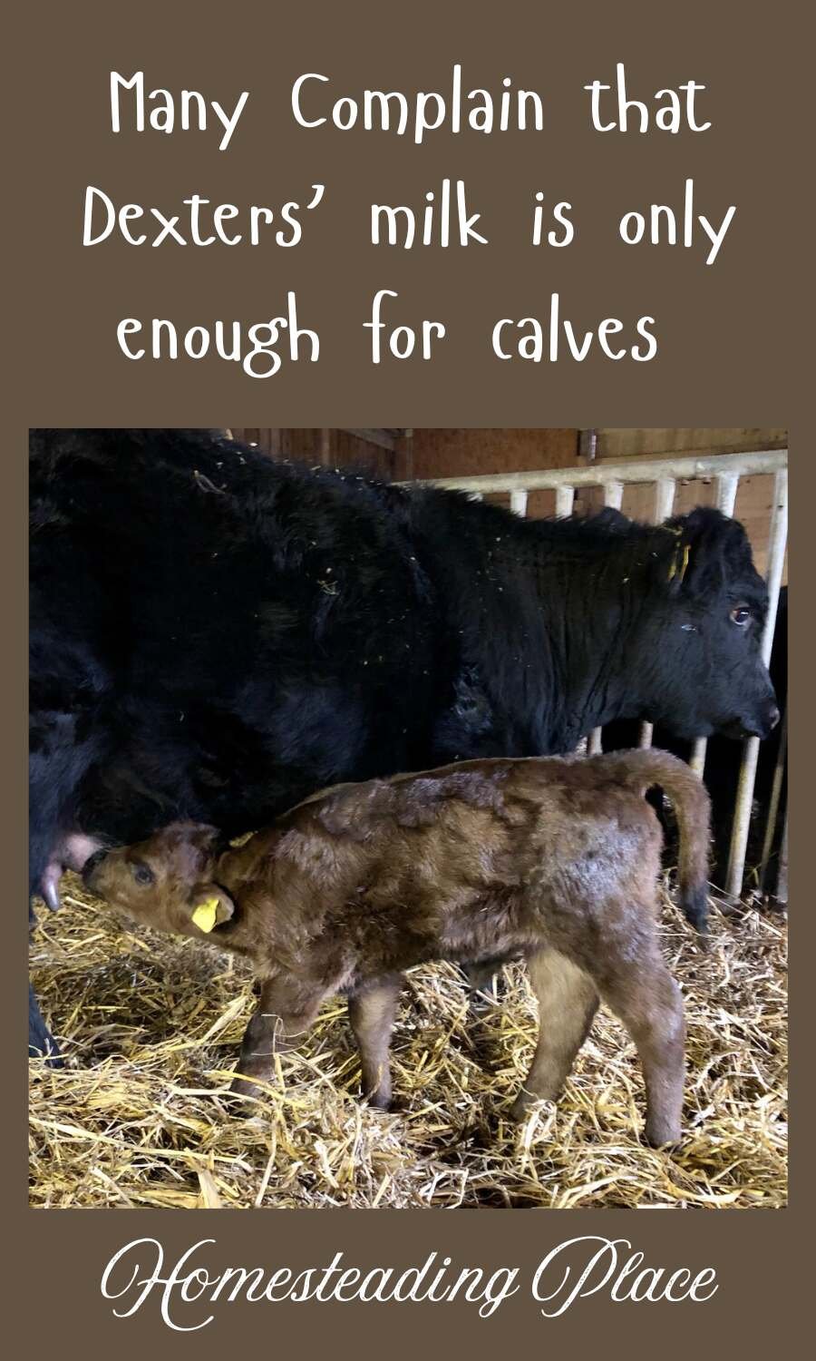 dexter cow breastfeeding calf