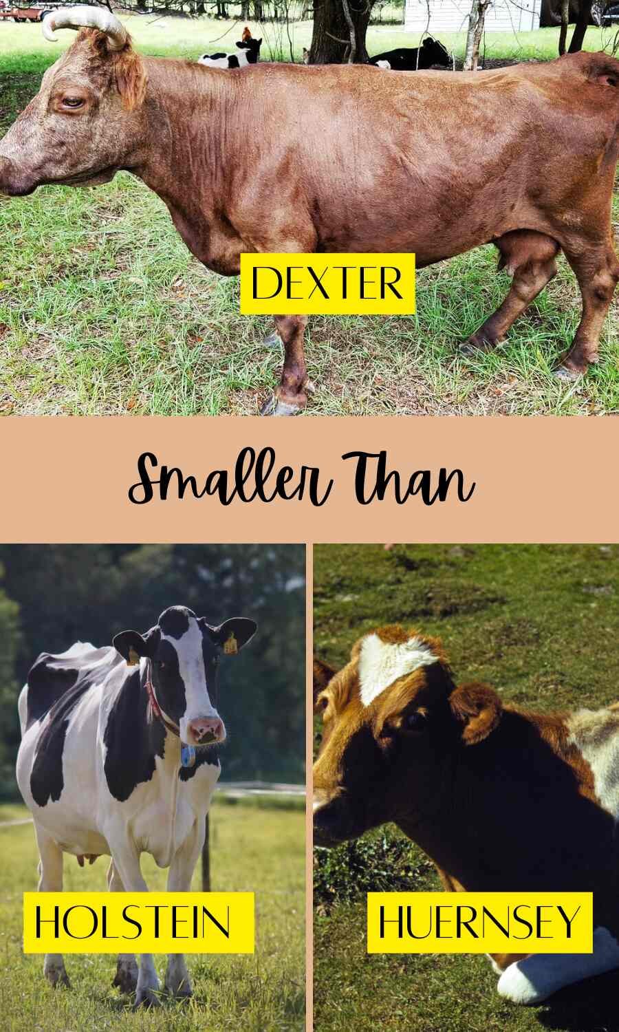 dexter,holstein, and huernsey cow