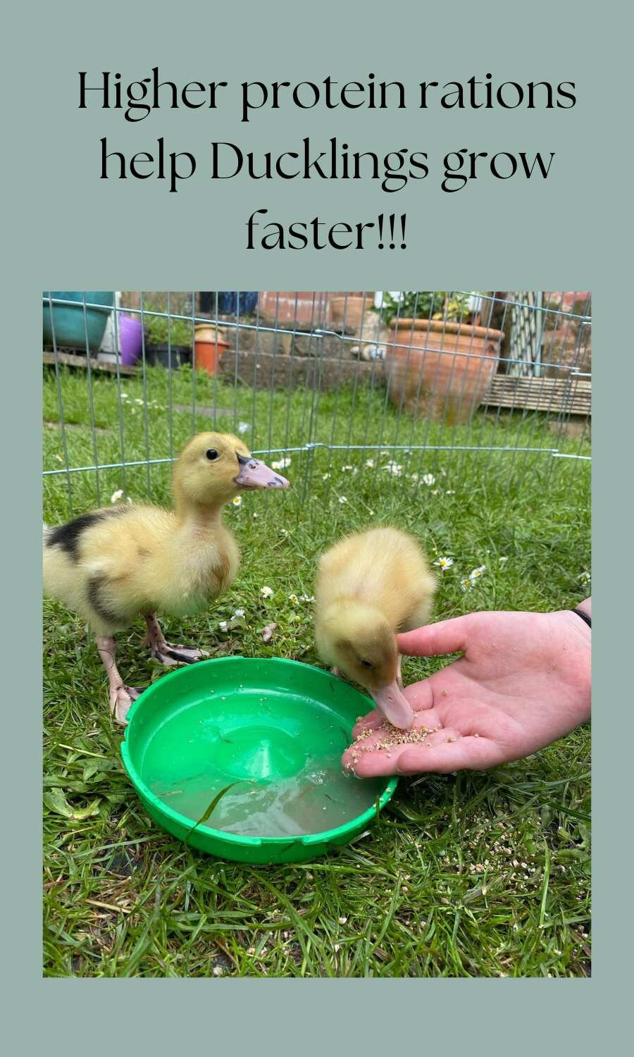 feeding two ducklings