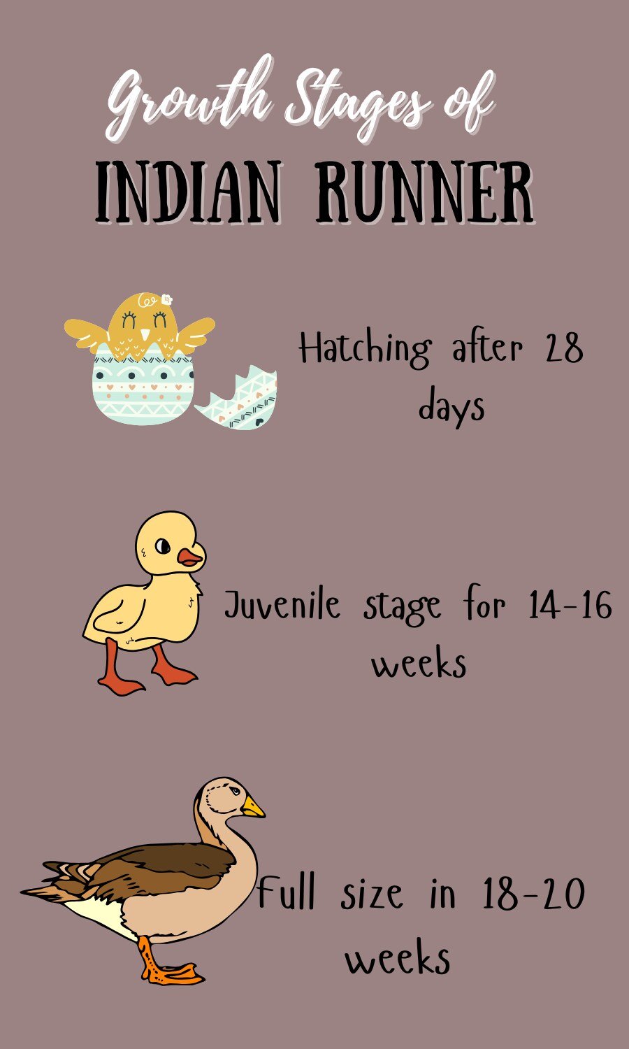 growth stages of indian runner