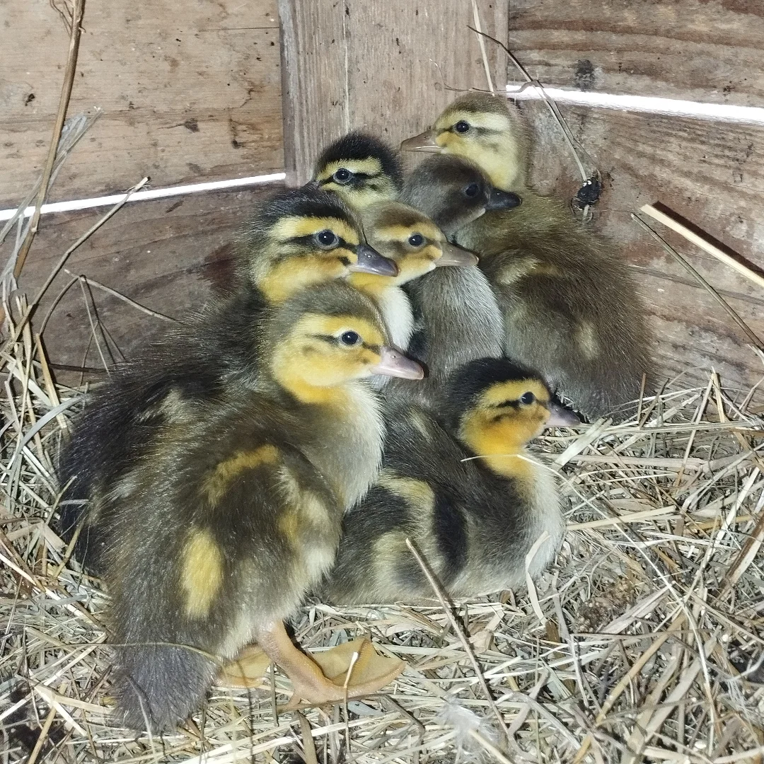 indian runner ducklings in coop
