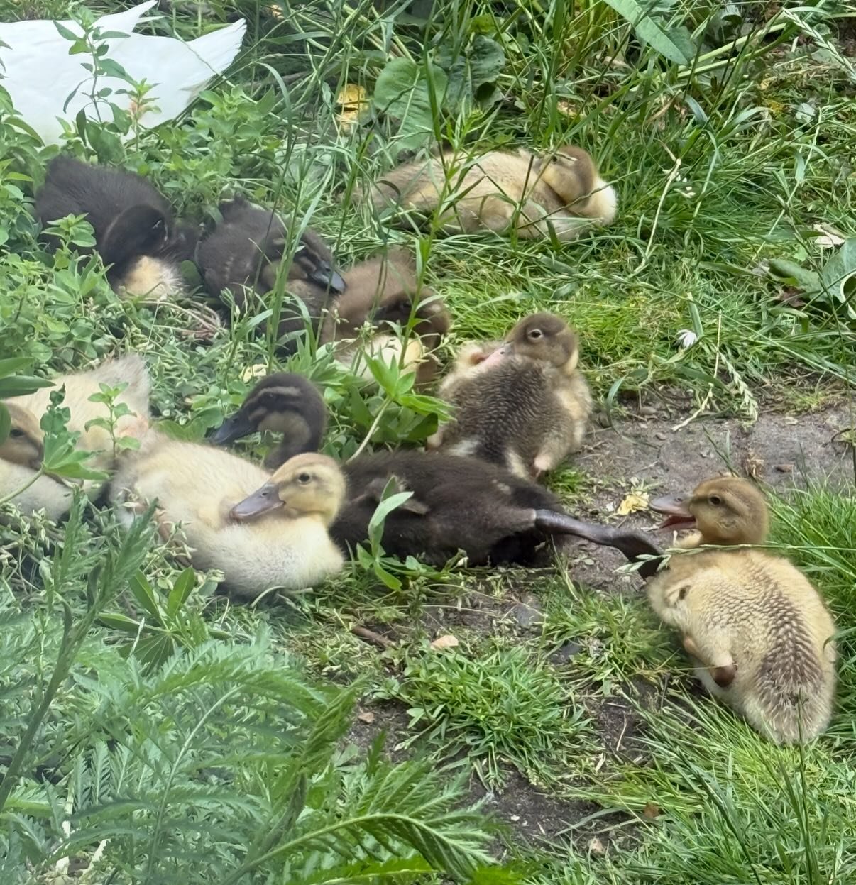 indian runner ducklings