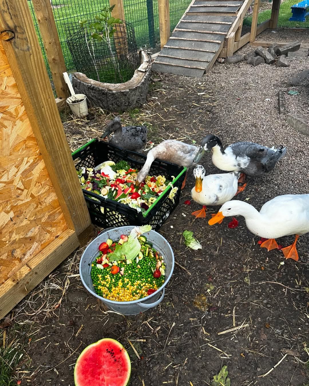 indian runner ducks eating foods in farm
