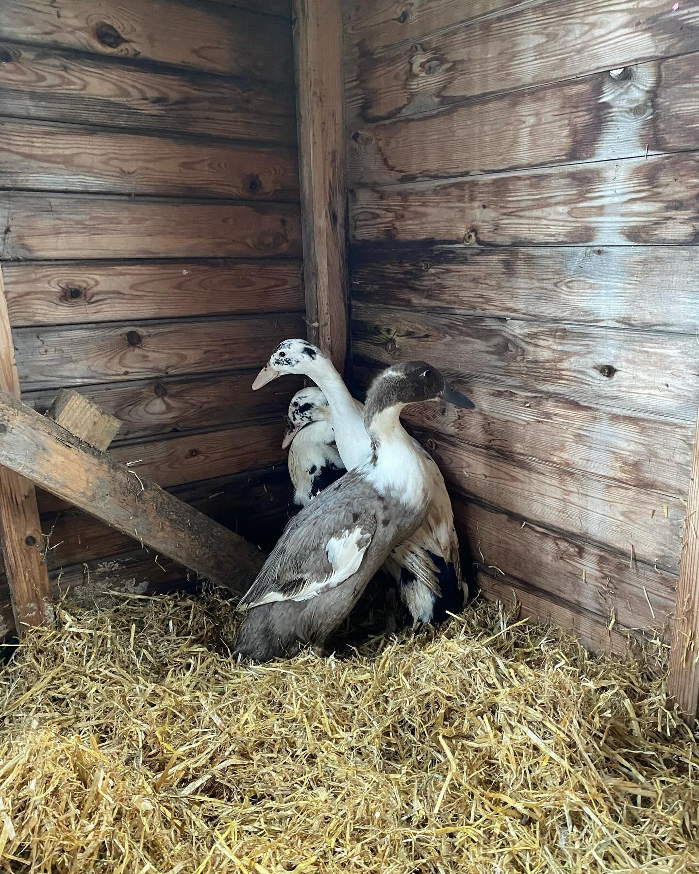 indian runner ducks in coop