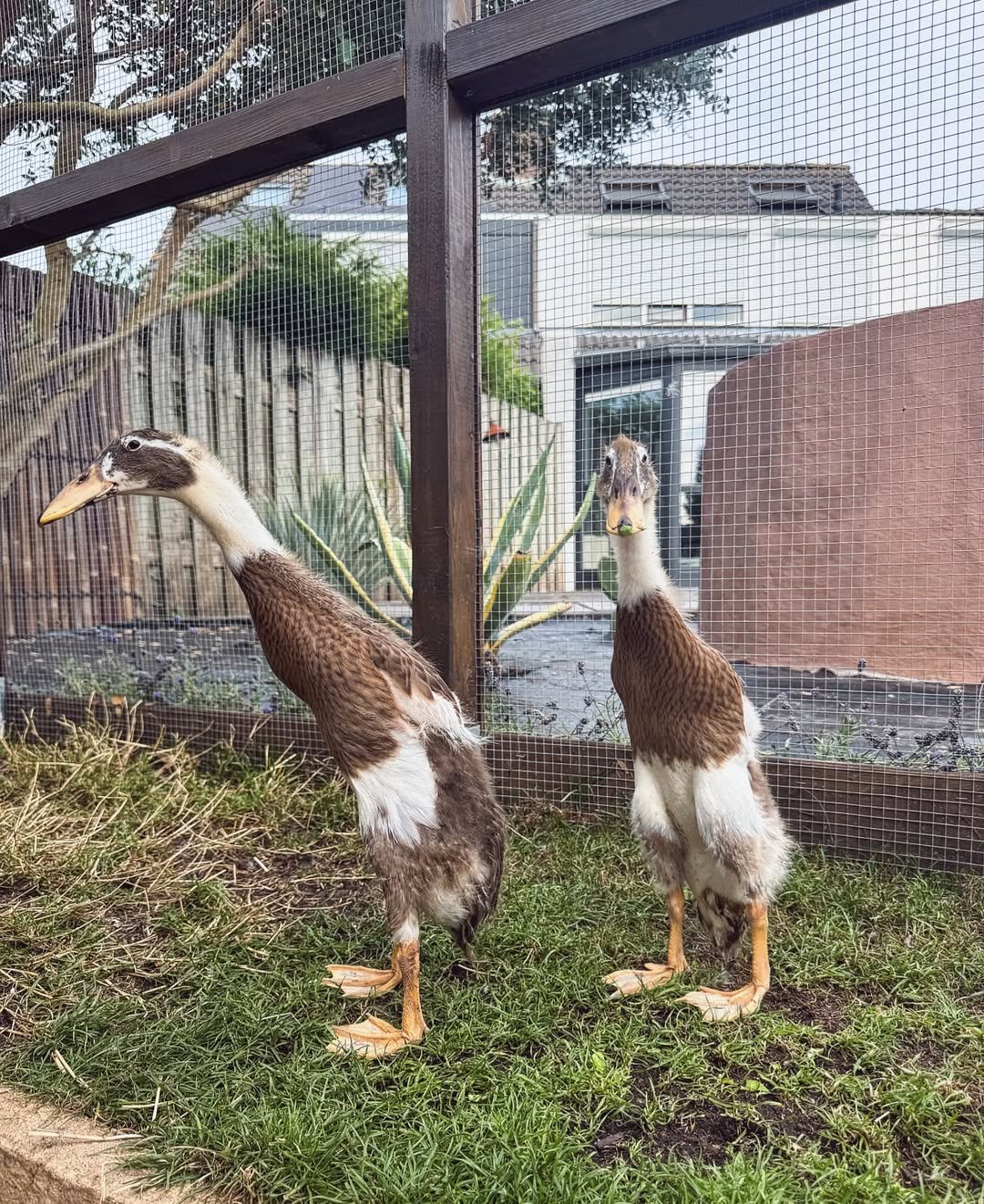 indian runner ducks in enclosure