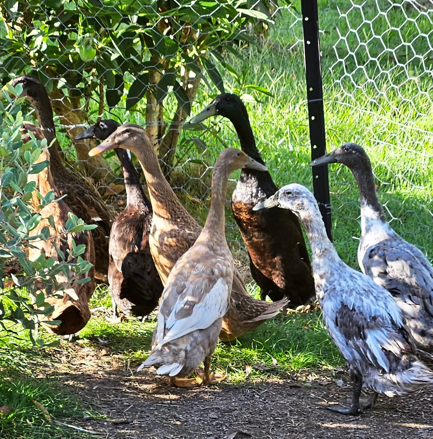 indian runner ducks in farm field
