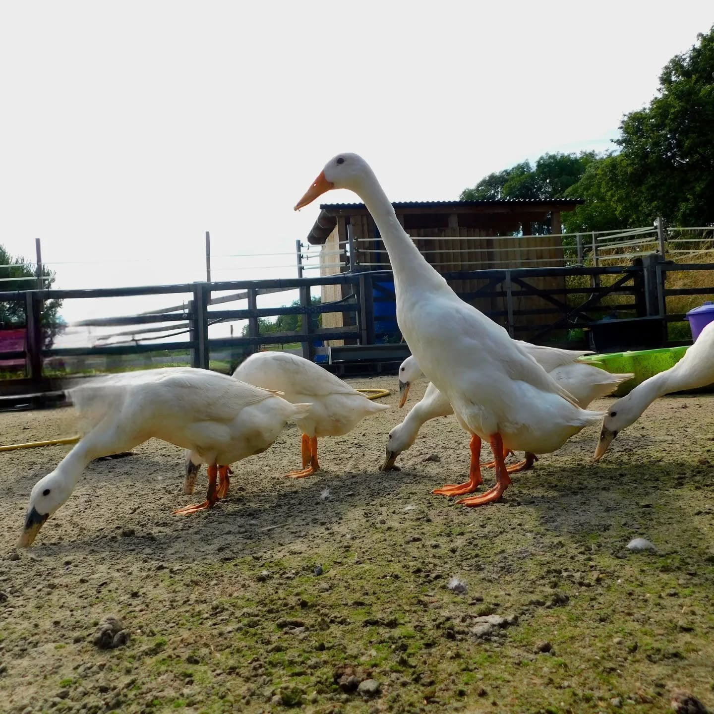 indian runner ducks in farm