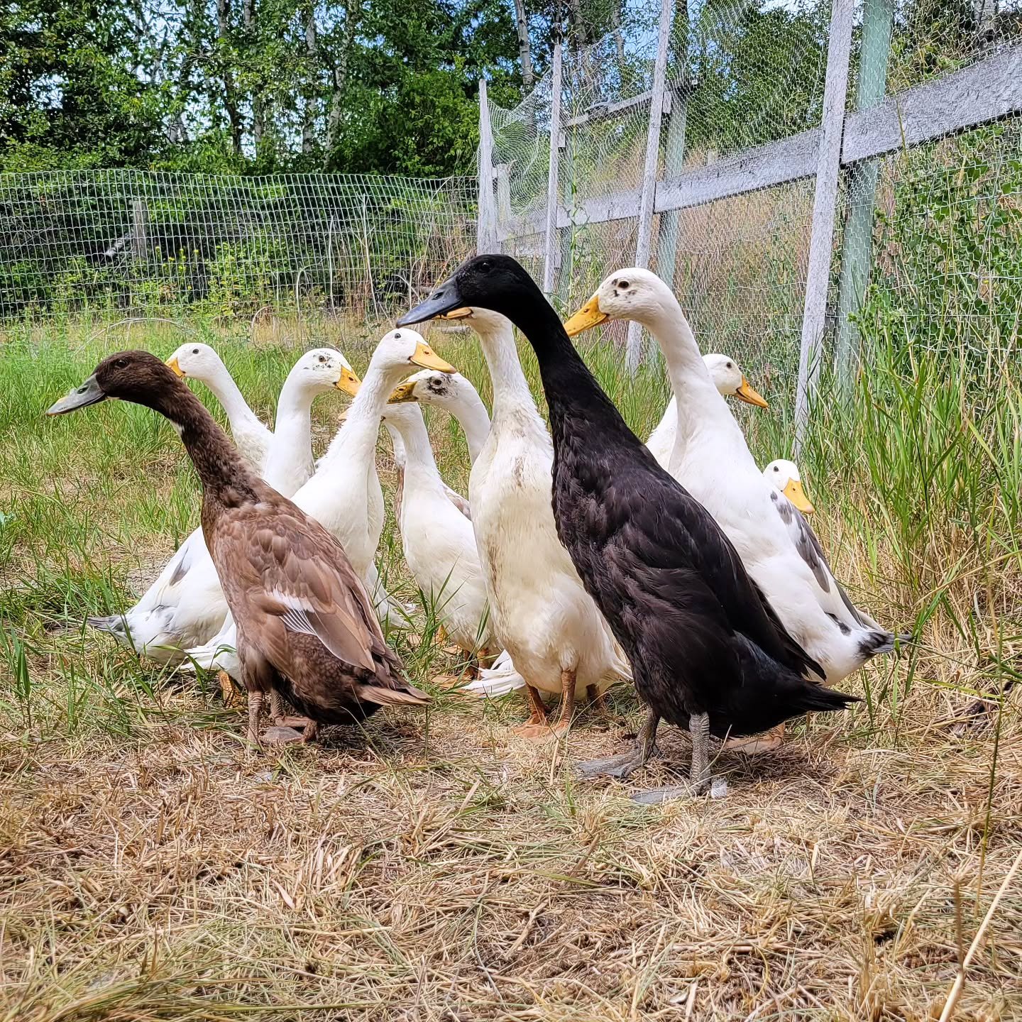indian runner ducks in farmstead
