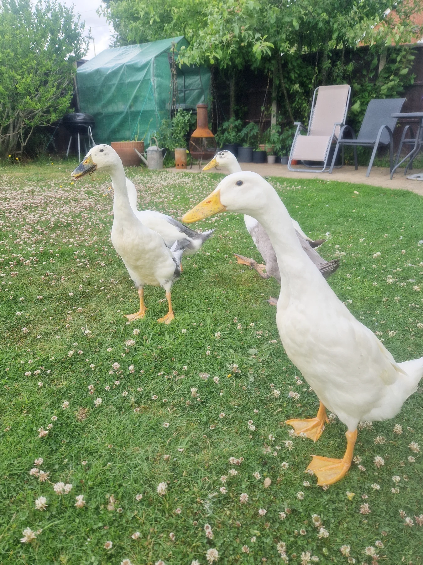 indian runner ducks in free range setting
