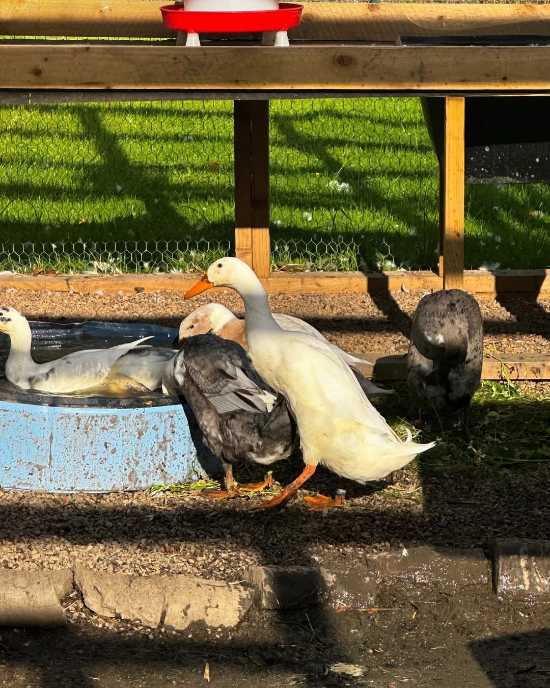 indian runner ducks in the homestead setting