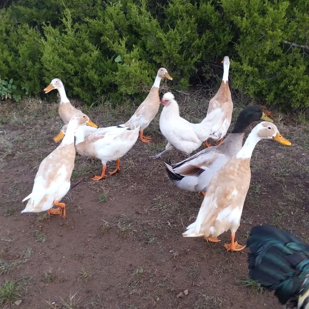 indian runner ducks outdoors