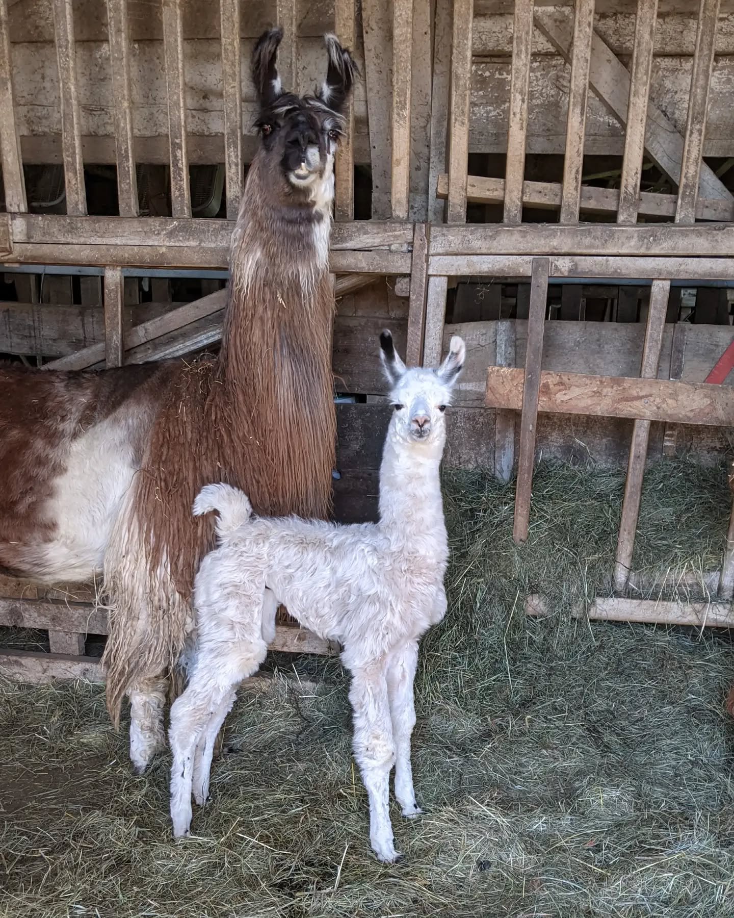 mother llama and her child